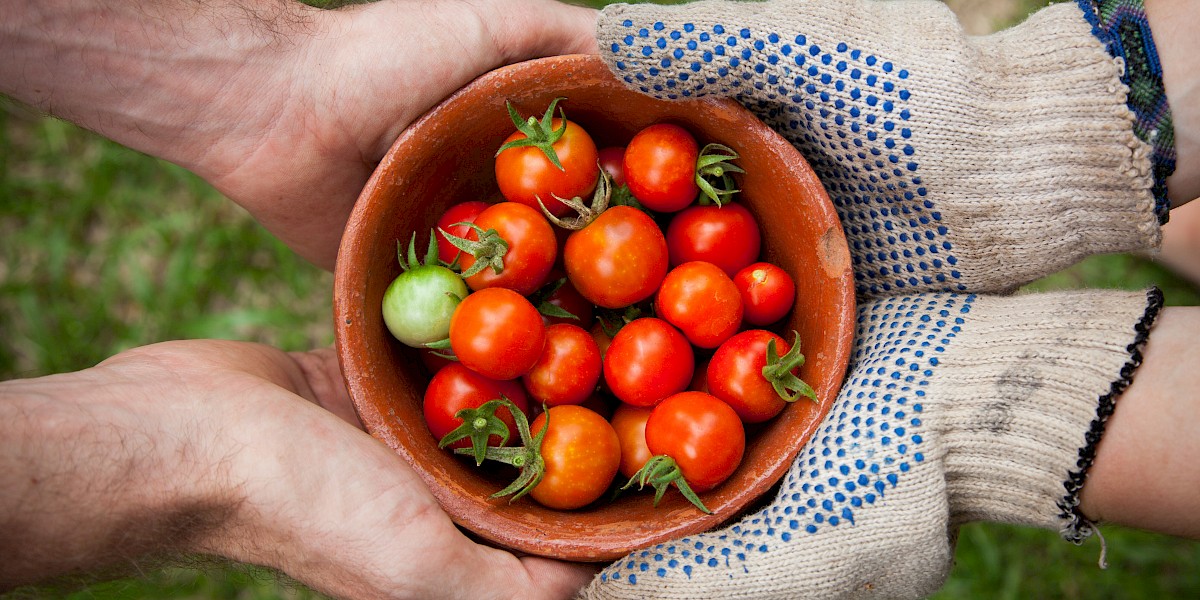 Estatuto da Pequena Agricultura Familiar - Contributo da Rede Animar
