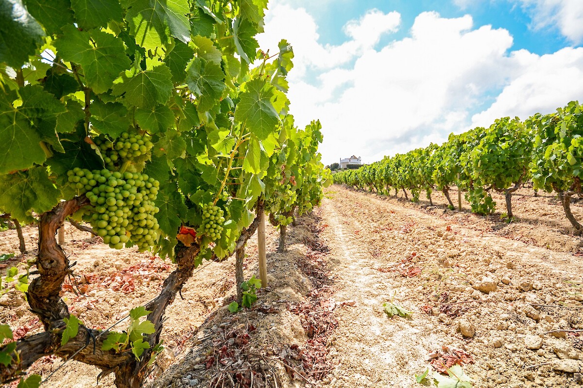 Agricultura biológica triplica em Portugal em dez anos