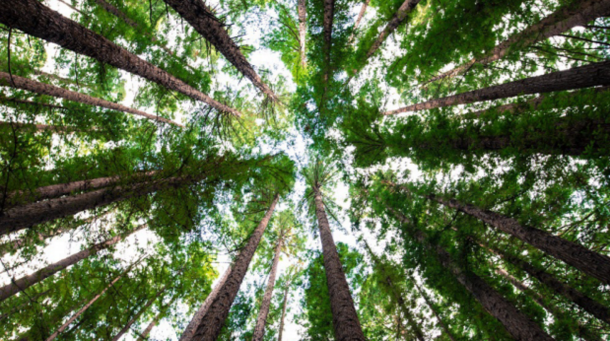 Tema: Sustentabilidade e Justiça climática - Um amanhã sustentável começa hoje