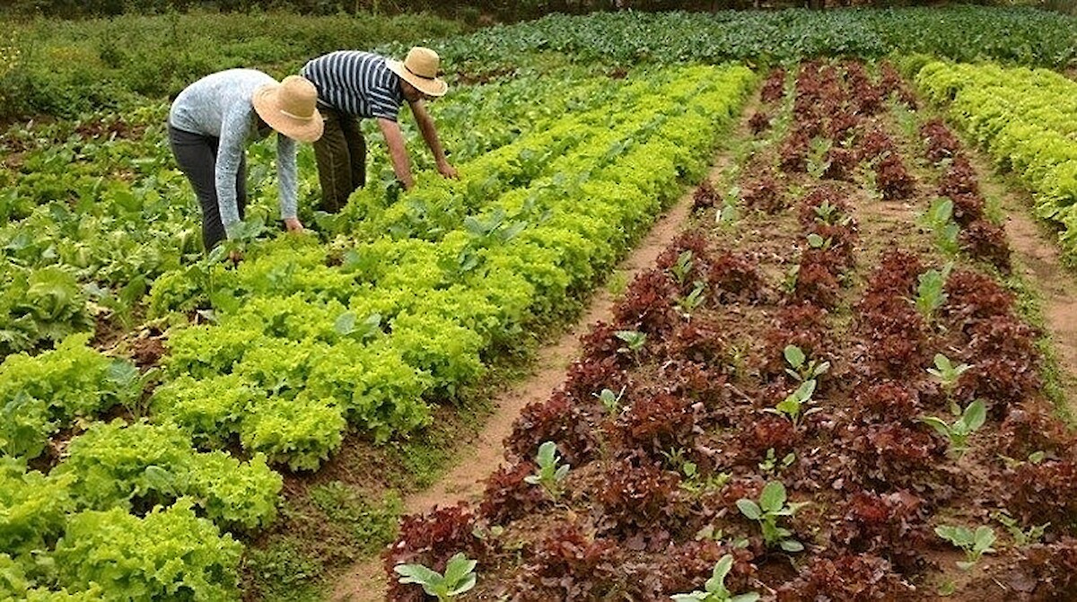 Portaria torna mais ágil e menos burocrático a atribuição do Estatuto da Agricultura Familiar